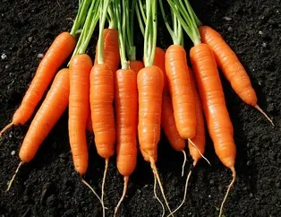 Havuç kalpten anlar