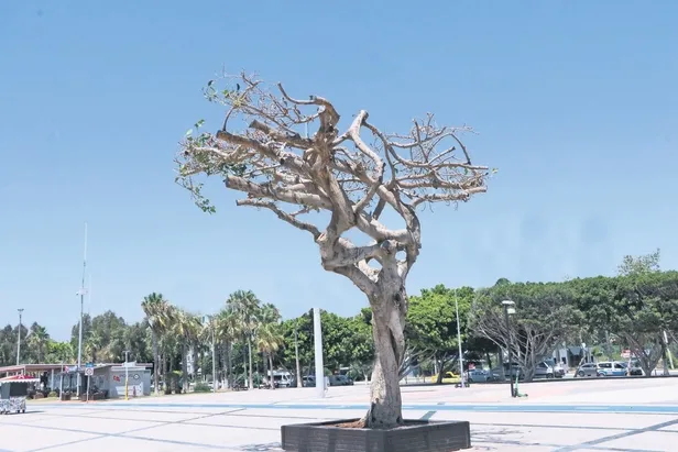 CHP'den yarım asırlık ağaca görülmemiş düşmanlık! Asit dökerek kuruttular-1