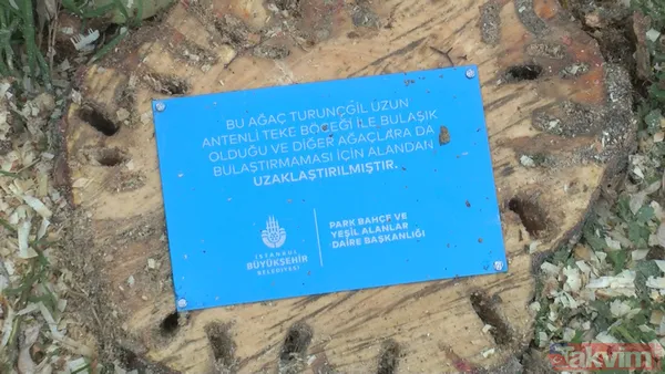 SON DAKİKA: İstanbul için yeni tehlike kapıda! Teke böceği yüzünden 2 ayda 180 ağaç kesildi - 7