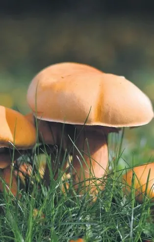 Hermes mantara bağladı