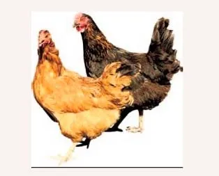 Laboratuvarda üretilen ilk tavuk