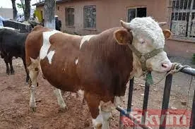 Kurban nasıl kesilir? Kurban için vekalet nasıl verilir? Kurban ibadetinde nelere dikkat edilmeli? Diyanet kurbanda dikkat edilmesi gerekenleri açıkladı - 27