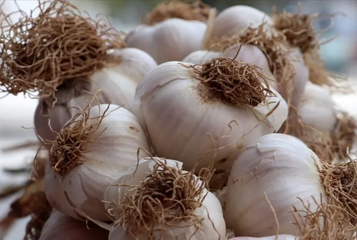 Alzheimer’a sarımsak