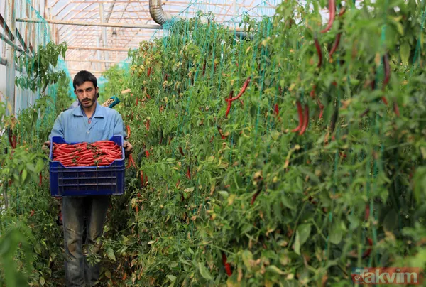 İsottan 50 kat daha acı! Şili biber yılda 72 bin ton üretiliyor - 2