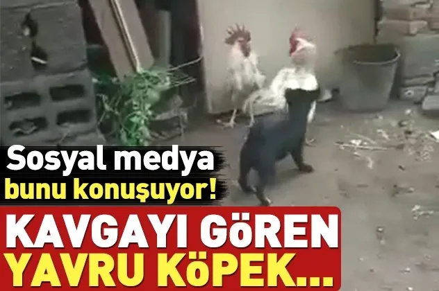 Yavru köpeğin güldüren çabası