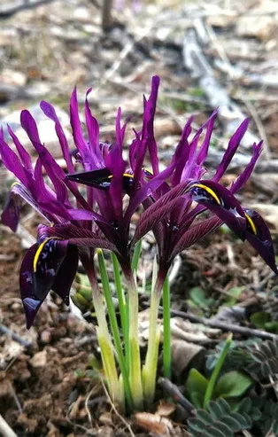 Bu bitkiyi koparan yandı! 109 bin 500 TL cezası var