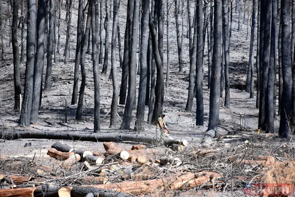 Yanan ormanlar ne olacak? Ağaçlandırma çalışması sonbaharda başlayacak - 7