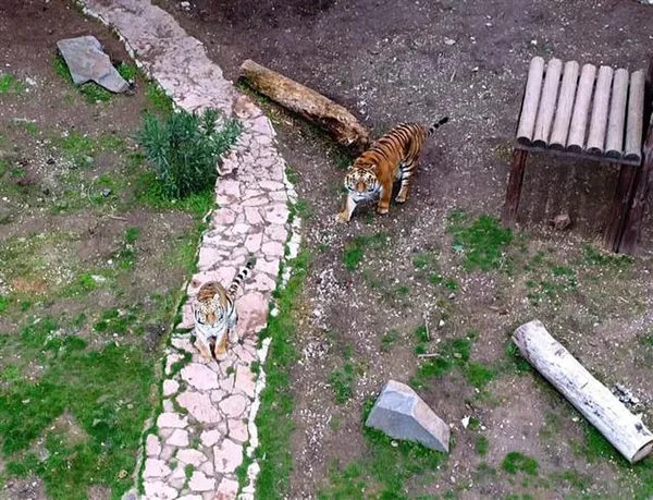 Cumhurbaşkanı Erdoğan'a hediye edilen aslan yavruları için hazırlıklar başladı-3