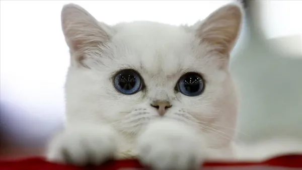 21-aralik-oncesinde-mugla-marmariste-sokak-kedilerinin-ortadan-kaybolmasi-satanizm-iddialarini-gundeme-getirdi-1608366465194.jpg 21 Aralık öncesinde Muğla Marmaris'te sokak kedilerinin ortadan kaybolması satanizm iddialarını gündeme getirdi-14