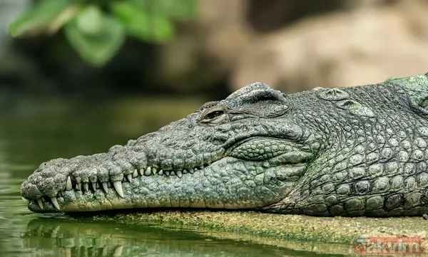 Son akşam yemeği: Bilim insanları yeni bir dinozor türü keşfetti! Meğer tam avını yerken... - 4