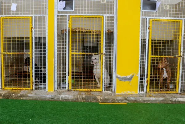 son-dakika-tarim-ve-orman-bakanligi-yasakli-kopek-irklarindan-20-bin-843-kopegin-kayit-altina-alindigini-acikl-1642171917922.jpg SON DAKİKA: Tarım ve Orman Bakanlığı yasaklı köpek ırklarından 20 bin 843 köpeğin kayıt altına alındığını açıkladı-7