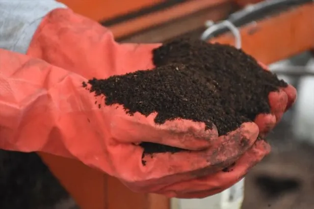 Emekli olduktan sonra Afyonkarahisar'da bu işe başladı! Paraya para demiyor! Çok hızlı çoğalıyorlar-2