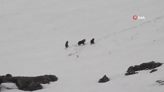 Munzur Dağları’nda anne ayı ve yavrularının karlı arazide gezintisi böyle görüntülendi