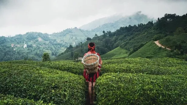 caykur-yas-cay-odemeleri-yatti-mi-ne-zaman-yatacak-1701171173183.jpeg ÇAYKUR yaş çay ödemeleri yattı mı, ne zaman yatacak? Çaykur çay destekleme ödeme takvimi Kasım 2023! 303 milyon 717 bin TL...-2