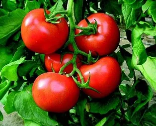 Domatese Rus vizesi çıkmadı