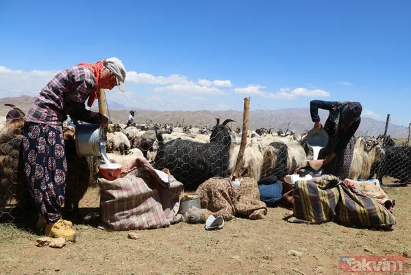 Hakkari'de berivanlar her gün süt sağmak için at sırtında 10 kilometre yolculuk yapıyor - 8