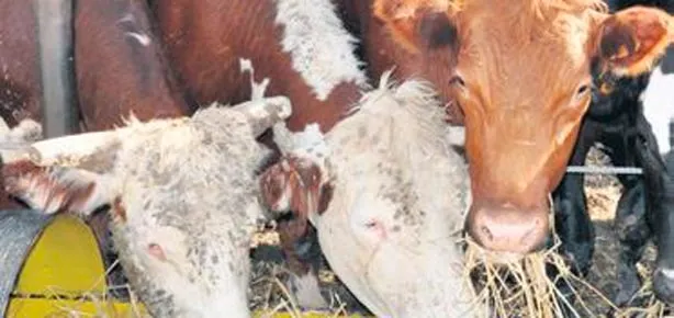 ’Ette aracılar kazanıyor’