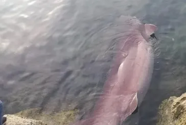 🦈 Mersin'de köpek balığı paniği!