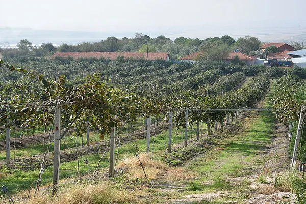 Banka sektörünü bıraktı kivi yetiştiriciliğine başladı! Türkiye'nin dört bir yanına gönderiyor!-4