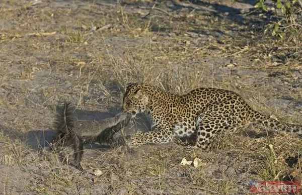 Aslan ve kaplanın (kavgası) karşılaşması hayrete düşürdü! - 15