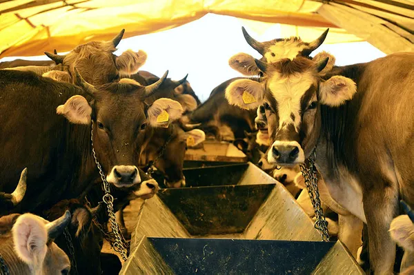 Kurban Bayramı öncesi flaş açıklama! TESK uyardı: Sahtelere dikkat!-3