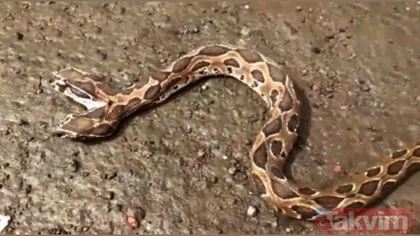 Dünyanın en tehlikeli hayvanlarından biri! Hindistan’da ortaya çıkan çift başlı yılan tek ısırıkla öldürüyor