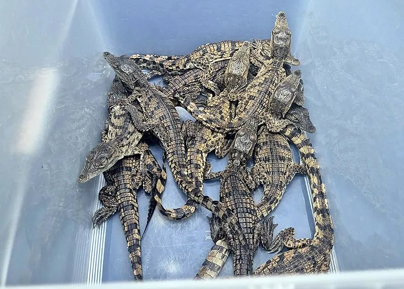 Kaçak yollarla yurda getirilen timsah ve varanlara el konuldu (DHA)