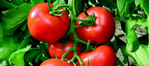 Domateste büyük gün 15 Ekim 2017