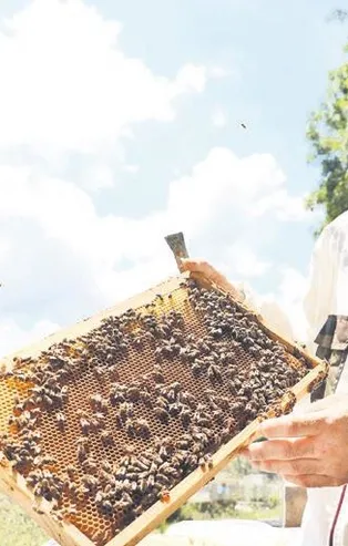 Arı sütü, bal, polen ve propolisten yüksek gelir elde etti