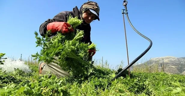 Maydanoz kanseri önlemede ve bağışıklığı güçlendirmede etkili