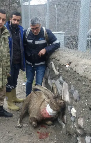 Yaralı dağ keçisine Mehmetçik'ten şefkat eli