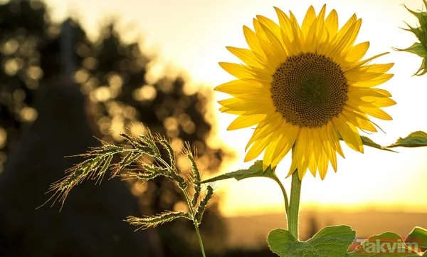 Böyle süren boşuna sürüyor! Güneş koruyucu kullanırken yapılan 5 hata - 5