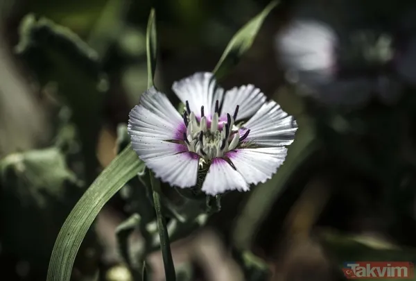 Dünyada sadece Ankara Gölbaşı'nda yetişiyor! 'Sevgi çiçeği' özel koruma altında - 4