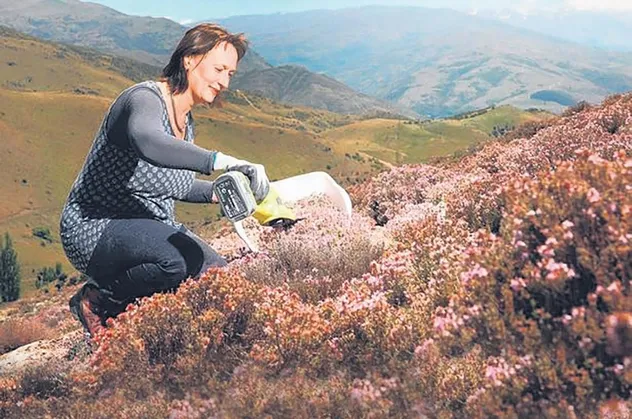 Türkiye üretimi 20 yılda 6 kat artarak, tıbbi ve aromatik bitkilerde dünyanın en önemli ihracatçı ülkelerinden biri oldu