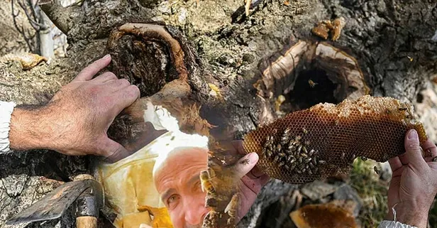 Ceviz ağacının kavuğundan çıkardı! 1 saatte 6 bin TL, 3 saatte 30 bin TL kazandı! 1 kilosu çeyrek altının tam 2 katı