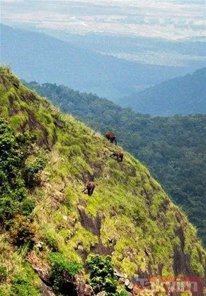 Yılan evcil köpeğe saldırdı! Dehşet dolu anlar... - 46