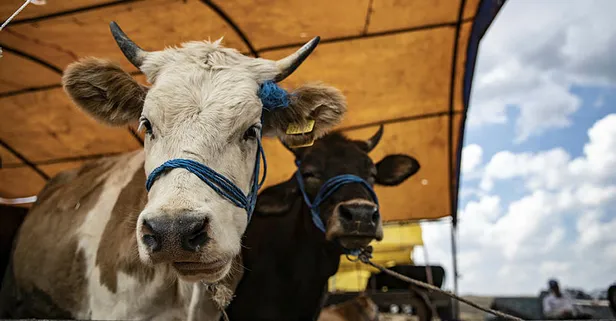 Kurban Bayramı öncesi uzmanlardan kritik koronavirüs uyarısı! Kurban kesecekler dikkat