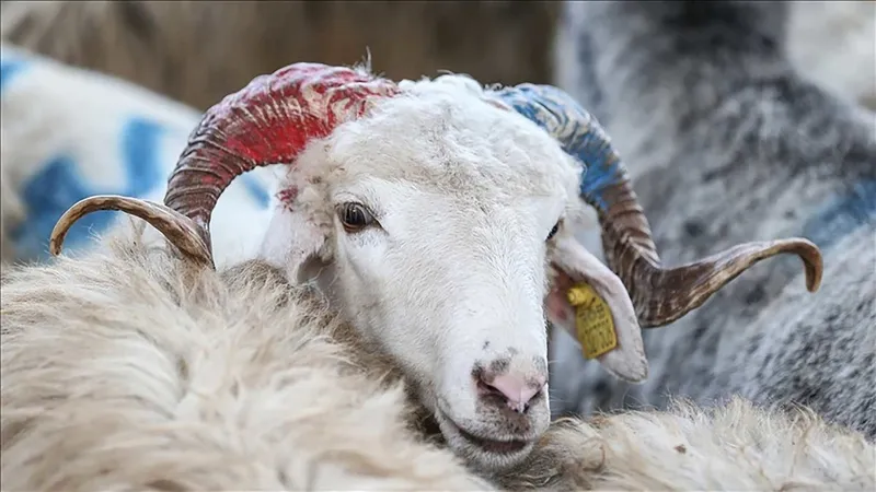 2024-kurbanlik-fiyatlari-1-ton-dana-kac-bin-tl-1-koyun-kac-bin-tl-oldu-kucukbas-ve-buyukbas-fiyat-listesi-1713969412472.jpeg 2024 kurbanlık fiyatları: 1 ton dana kaç bin TL? 1 koyun kaç bin TL oldu? Küçükbaş ve büyükbaş fiyat listesi!-2