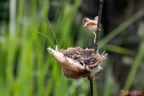 Evinize Bereket Ve Şans Getirebilir Kuşların Yuva Yapması, O Evin Uğurlu Bir Mekan Haline Geldiği Şeklinde Yorumlanabilir. Bazı İnanışlara Göre, Bu Durum Haneye...