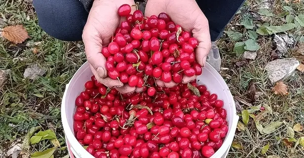 Şifa deposu kızılcıkla hastalıklara dur de