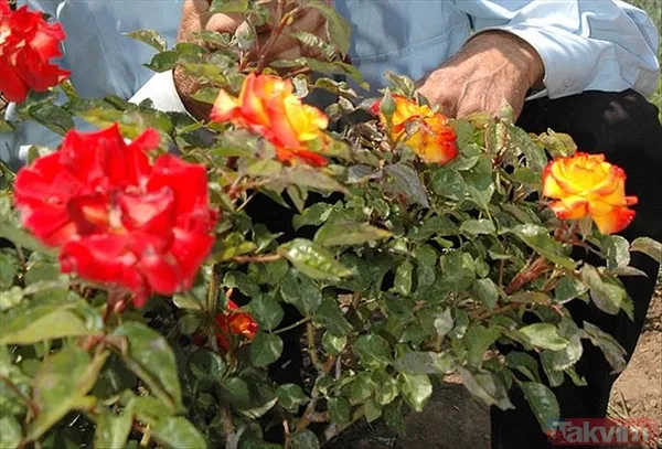 Hıdırellez'in Hayatınıza Getirdiği Güzellikler, Yeni Başlangıçlar Ve Umutlarla Dolu Olsun. Hayallerinize Bir Adım Daha Yaklaşmanız Dileğiyle. Hıdırellez Kutlu...