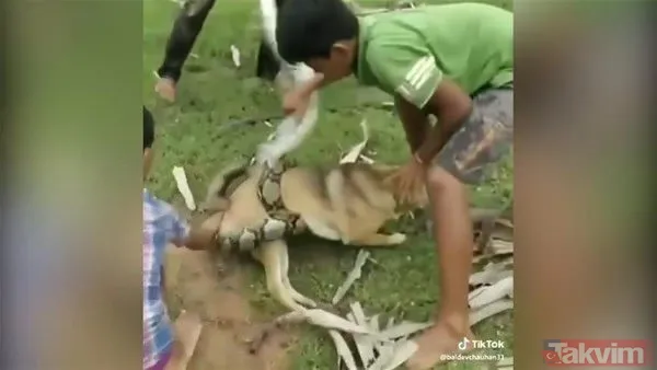 Yılan evcil köpeğe saldırdı! Dehşet dolu anlar... - 4