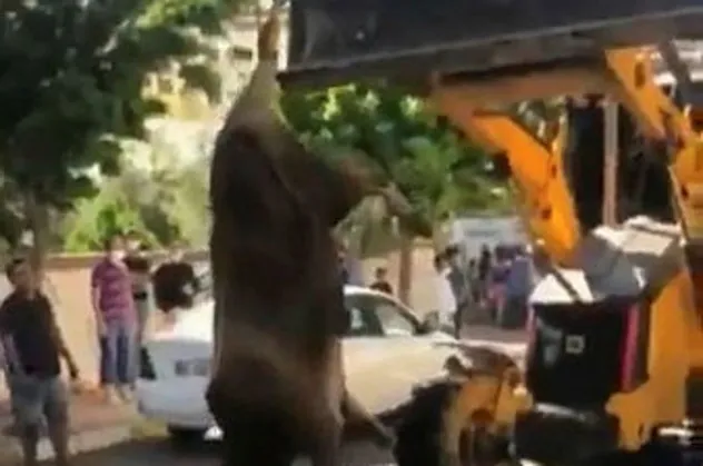 Şanlıurfa'da tepki çeken görüntü! Kurbanlık danayı ayağından asıp...