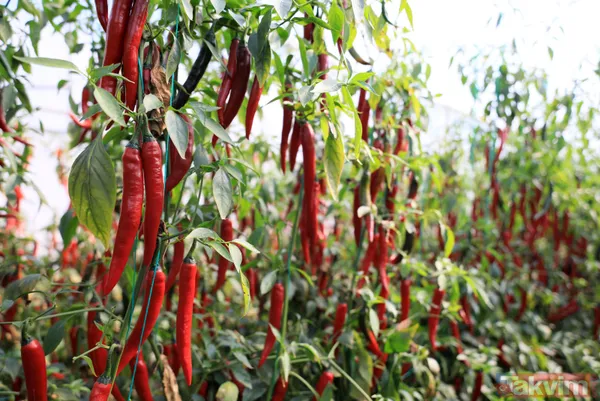 İsottan 50 kat daha acı! Şili biber yılda 72 bin ton üretiliyor - 3