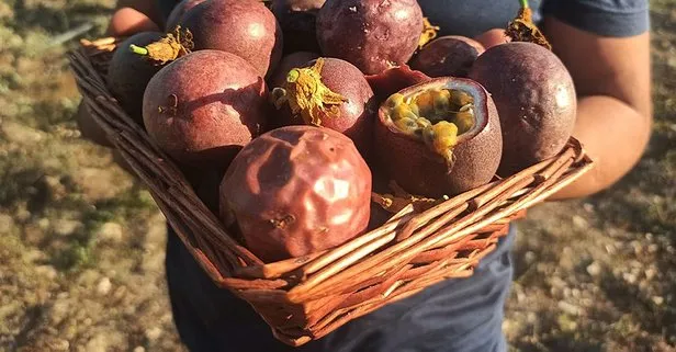 Mersin’de deneme amaçlı çarkıfelek meyvesi eken ziraat mühendisi üretim alanını 20 dönüme çıkardı