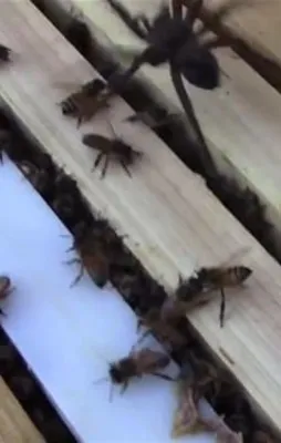 Örümceğin saldırısı başına bela oldu