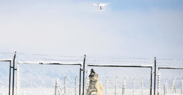 Kangalın drone tepkisi