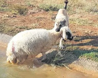 Cankurtaran köpek