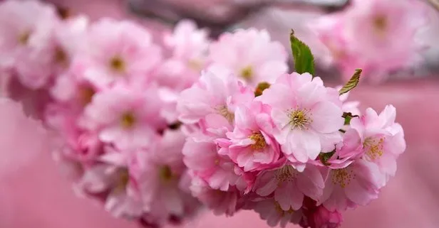 Sakura nedir, ne demek? Japonca’da sakura kelimesi ne anlama geliyor?