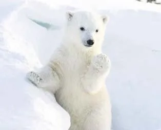 Kutup ayıları artık fok değil yunus yiyor